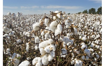 Bumbac organic sau conventional: Diferente si avantaje